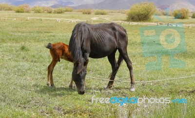 A Horse In The Nature On The Grass Stock Photo