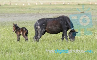 A Horse In The Nature On The Grass Stock Photo