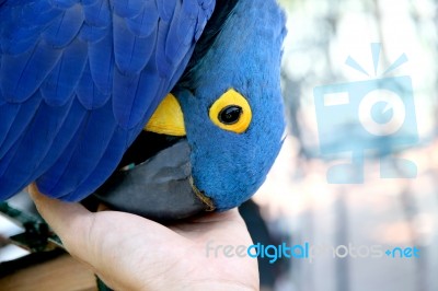 A Hyacinth Macaw Rubbing It S Beak With Hand Stock Photo