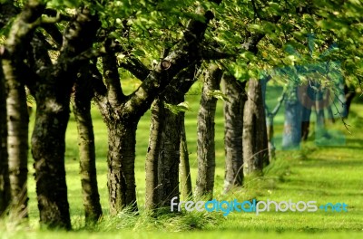 A Line Of Trees In Green Leaf Stock Photo