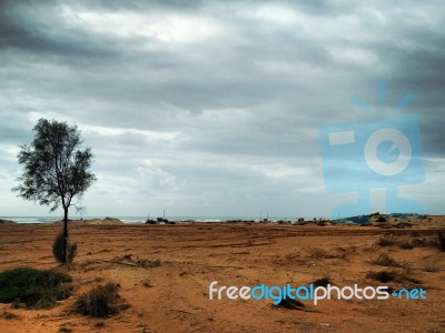 A Lonely Tree Stock Photo