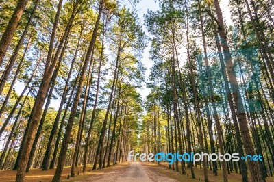 A Long Straight Road In Forest Stock Photo