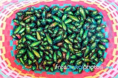 A Lot Of Jewel Beetle Or Metallic Wood-boring (buprestid) Is Vil… Stock Photo