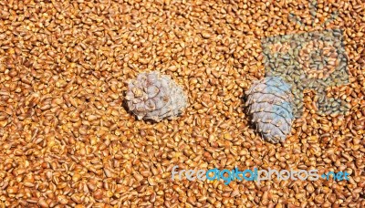 A Lot Of Pine Nuts Stock Photo