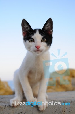 A Lovely Cat Is Looking At Photographer Stock Image