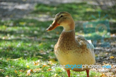 A Lovely Duck In The Lake Stock Photo