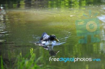 A Lovely Duck In The Lake Stock Photo