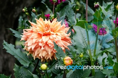 A Magnificent Orange Dahlia Stock Photo