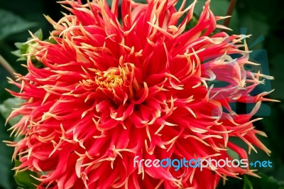 A Magnificent Red Dahlia In Butchart Gardens Stock Photo