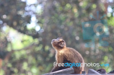 A Monkey Looks At The Sky Stock Photo