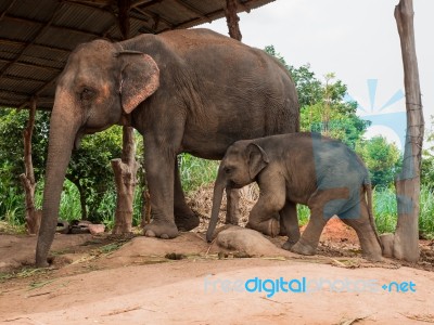 A Mother Elephant With Her Baby At Elephant Village, Thailand Stock Photo