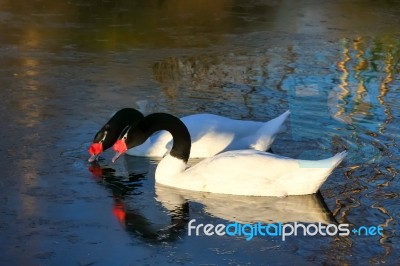 A Pair Of Black-necked Swans (cygnus Melancoryphus) Stock Photo