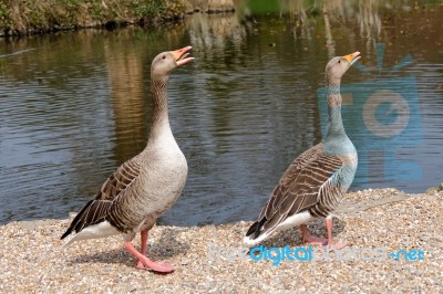 A Pair Of Greylag Geese (anser Anser) Stock Photo