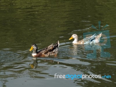 A Pair Of Mallards (anas Platyrhynchos) Stock Photo