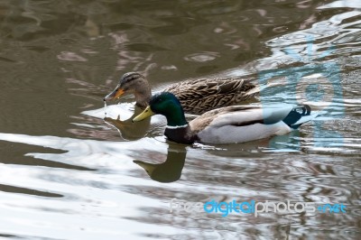 A Pair Of Mallards (anas Platyrhynchos) Stock Photo