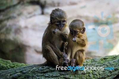 A Pair Of Talapoin Monkeys (miopithecus Talapoin) In The Bioparc… Stock Photo