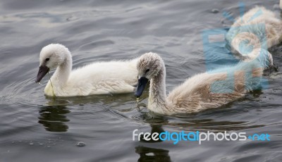 A Pair Of The Young Mute Swans Is Swimming Stock Photo