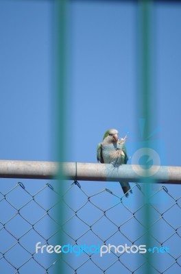 A Parrot With A Piece Of Wheat Stock Photo