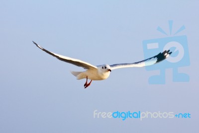 A Photo Of A Flying Seagull Stock Photo