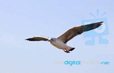 A Photo Of A Flying Seagull Stock Photo