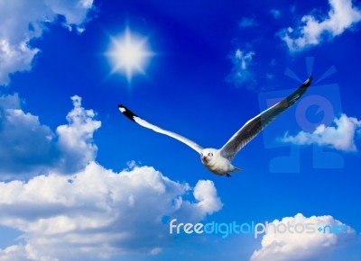 A Photo Of A Flying Seagull And Blue Sky Stock Photo