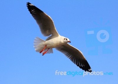 A Photo Of A Flying Seagull And Blue Sky Stock Photo