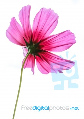 A Pink Cosmos Flower Blooming Stock Photo