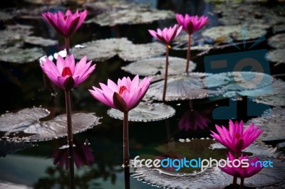 A Pink Water Lily  Stock Photo