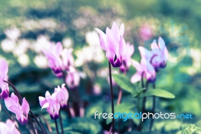 A Queen Cyclamen Stock Photo