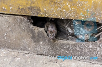 A Rat Come Out From Under The Building. Selective Focus Stock Photo