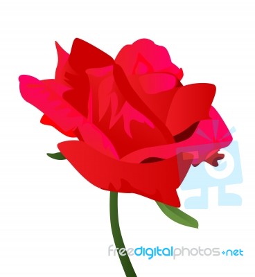 A Red Rose Illustration Stock Image