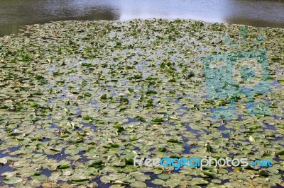 A River Of Water Lilies Stock Photo