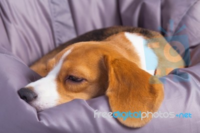 A Sad Beagle Sleeping On A Soft Chair Stock Photo