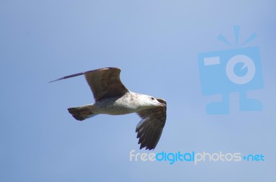 A Seagull Flying High Stock Photo