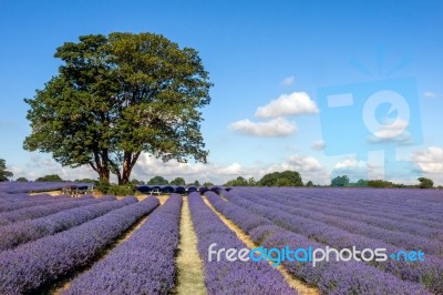 A Shady Place In A Field Of Lavender Stock Photo