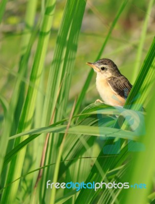 A Small And Young Bird Stock Photo