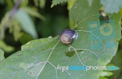 A Snail On A Leaf At The Tree In The Nature Stock Photo