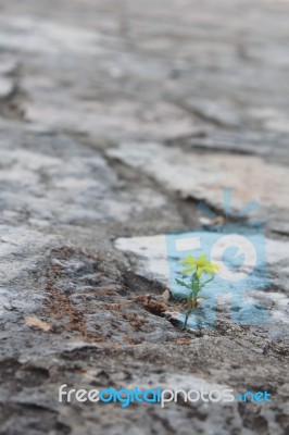 A Solitary Flower In Gray Earth Stock Photo