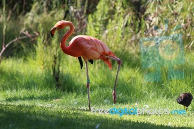 A Special Picture Of A Flamingo Stock Photo