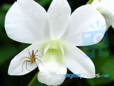 A Spider On White Orchid Stock Photo