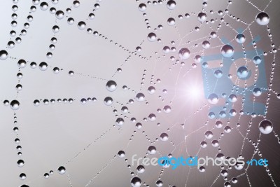 A Spiderweb Stock Photo