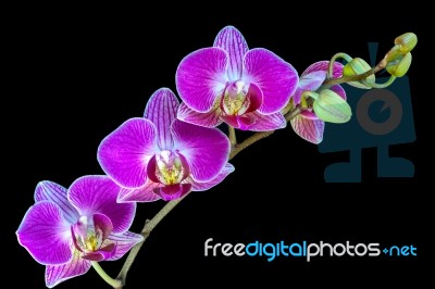 A Spray Of Orchid Flowers Stock Photo