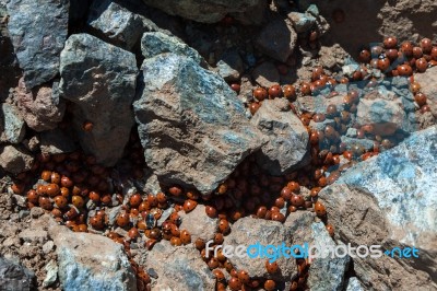 A Swarm Of Ladybirds (coccinellidae) Stock Photo