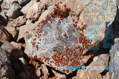 A Swarm Of Ladybirds (coccinellidae) Stock Photo