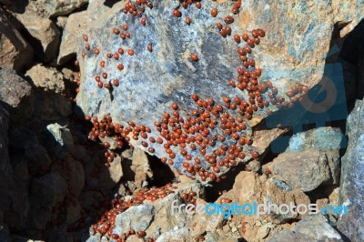 A Swarm Of Ladybirds (coccinellidae) In Cyprus Stock Photo