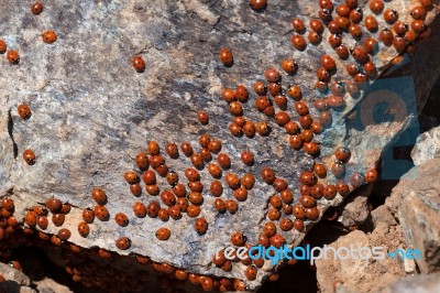 A Swarm Of Ladybirds (coccinellidae) In Cyprus Stock Photo