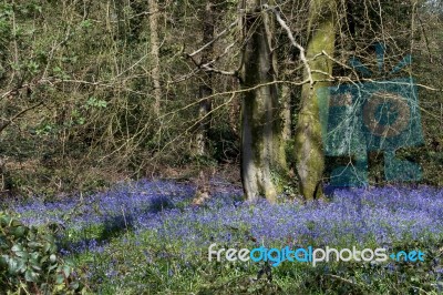 A Swathe Of Bluebells Stock Photo