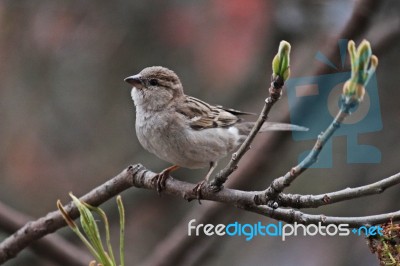 A Thoughtful Sparrow Stock Photo