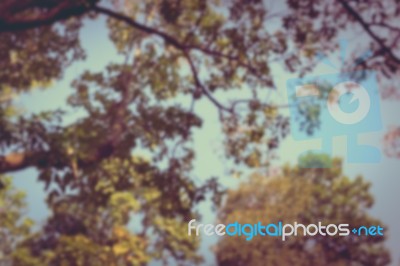 A Tree Branch In Daylight,  Vintage Picture Style Stock Photo