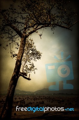 A Tree On The Beach When Low Tide Stock Photo